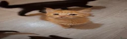 Mixed Breed cats for sale: Lovely kittens - Advert 6