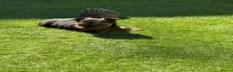 Yorkshire Terrier dogs for sale: Kc Yorkshire Terrier puppy’s  - Advert 2