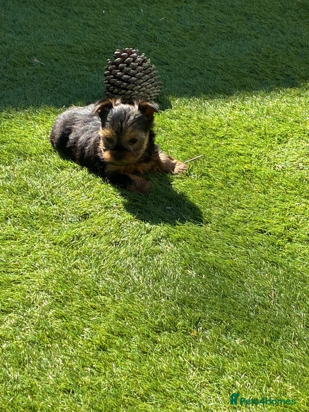 Yorkshire Terrier dogs for sale: Kc Yorkshire Terrier puppy’s  - Advert 2