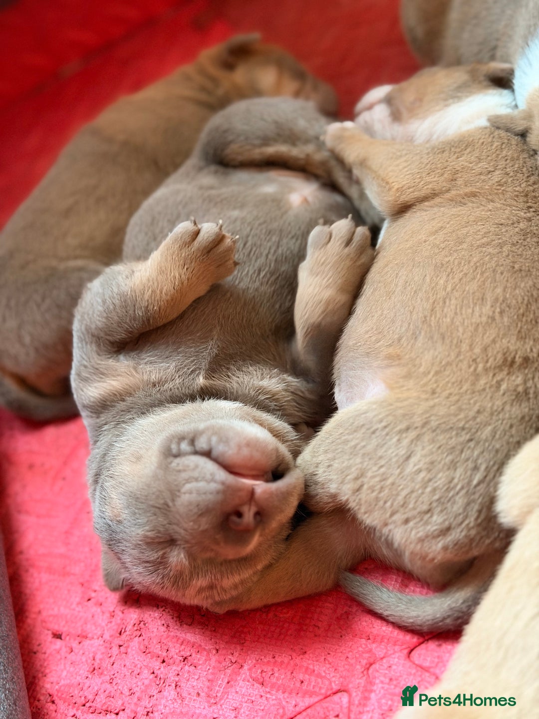 Olde English Bulldogge dogs for sale: Olde English Bulldog Puppies - Family Raised  - Advert 8