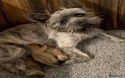 Cairn Terrier dogs for sale: Quality KC Reg Cairn Terrier puppies - Image 3