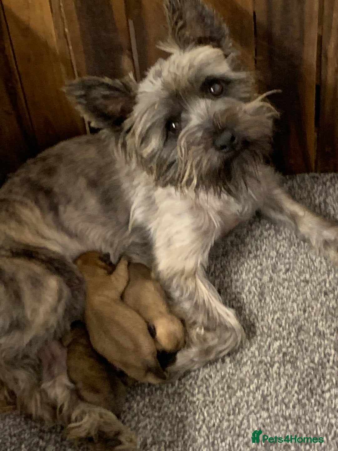 Cairn Terrier dogs for sale: Quality KC Reg Cairn Terrier puppies - Image 3