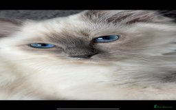 Ragdoll cats for sale: Female Blue Point Ragdoll Kitten - Image 4