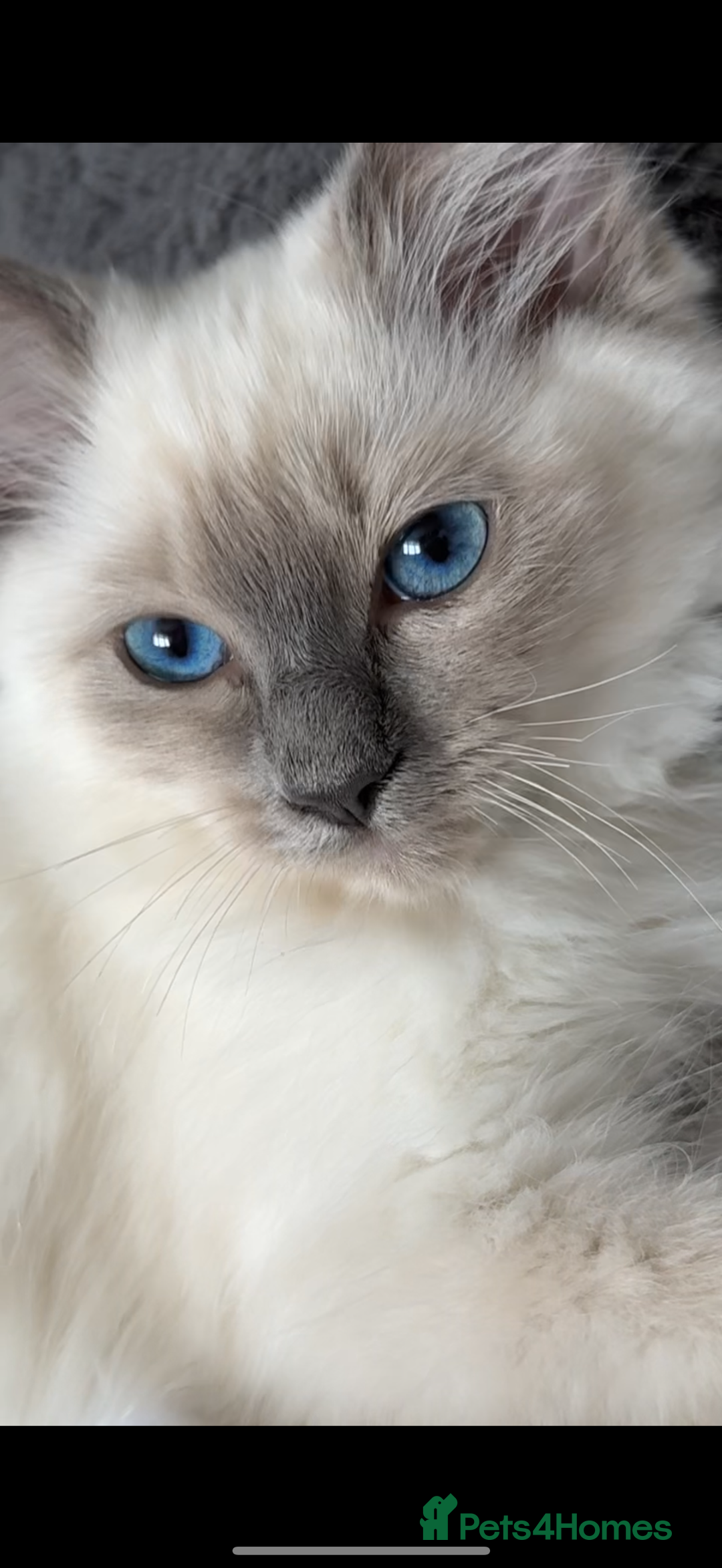 Ragdoll cats for sale: Female Blue Point Ragdoll Kitten - Image 4