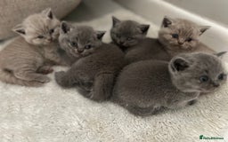 British Shorthair cats for sale: Beautiful, show quality lilac and blue BSH - Image 2