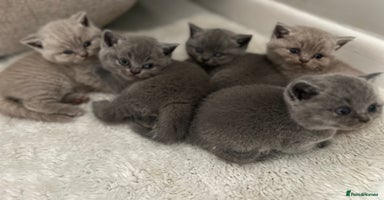 British Shorthair cats - Advert 16