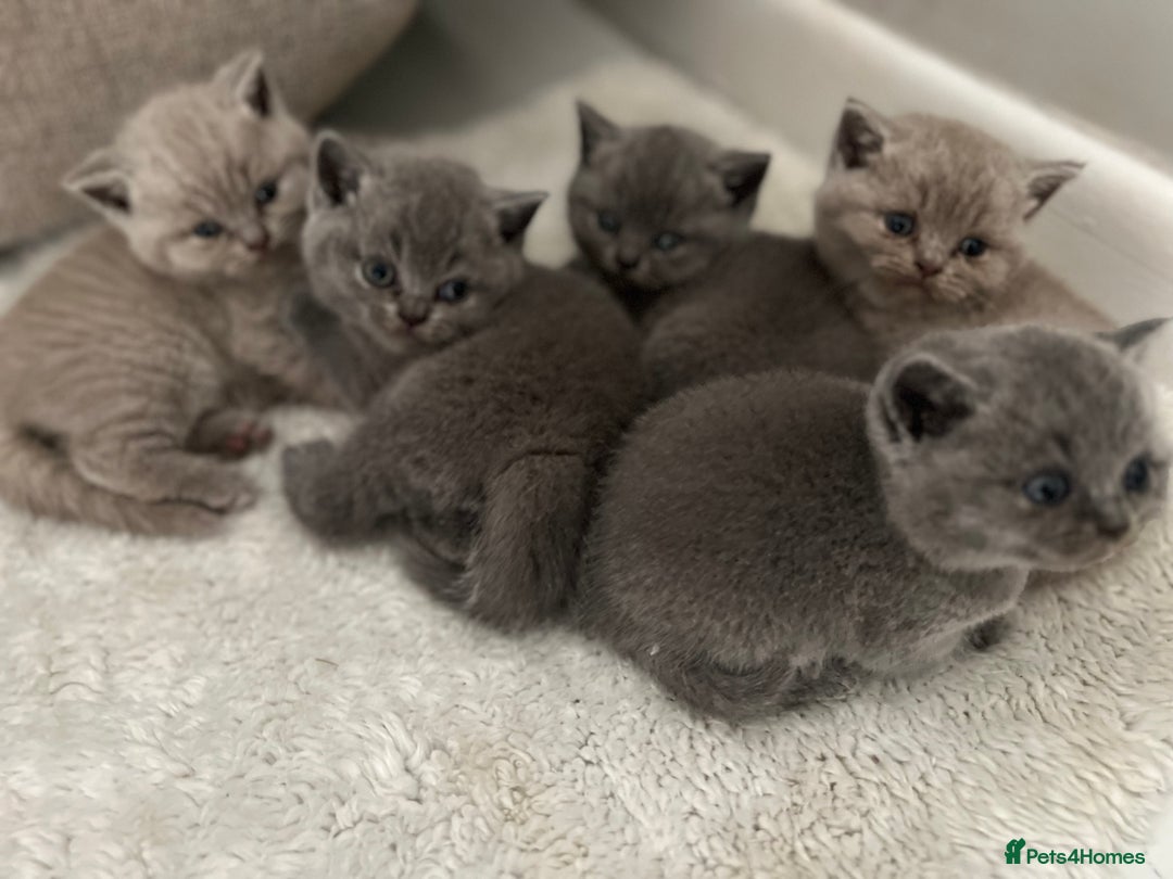 British Shorthair cats for sale: Beautiful, show quality lilac and blue BSH - Image 2