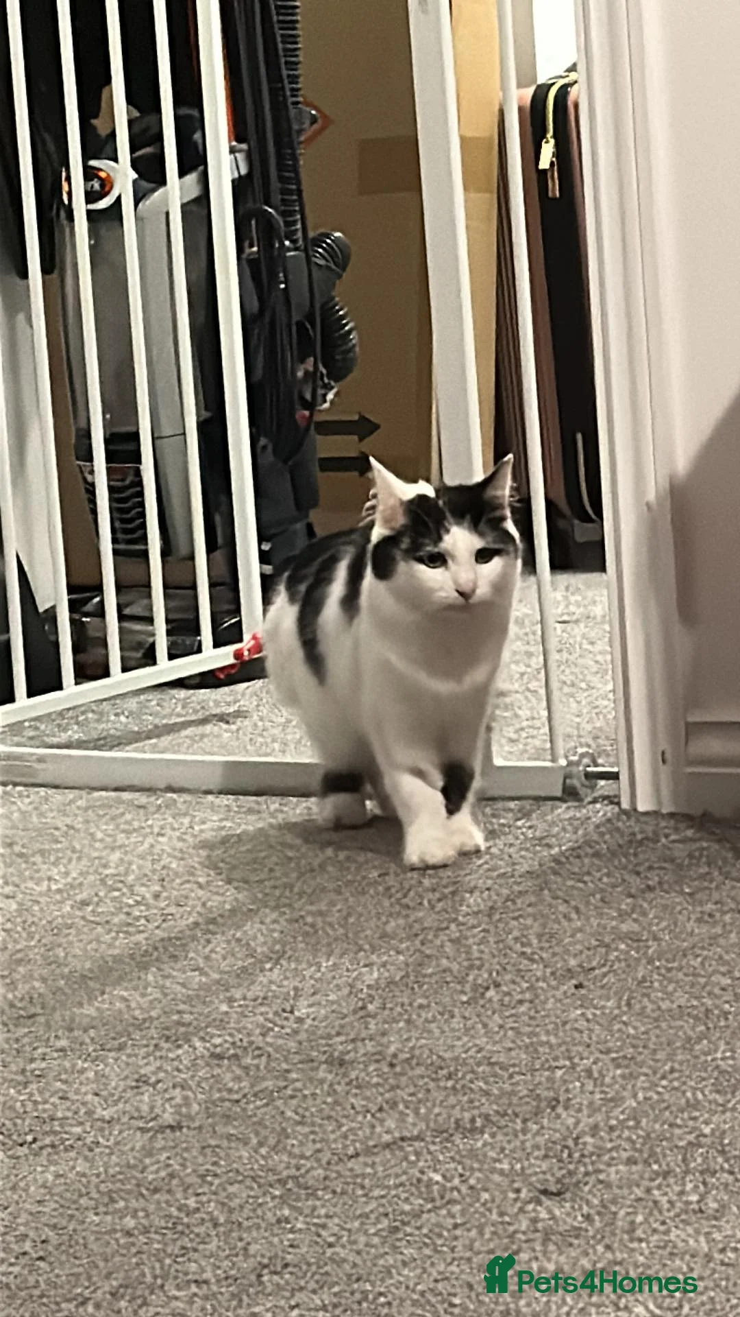 British Longhair cats for sale: 3 year old female  - Advert 4