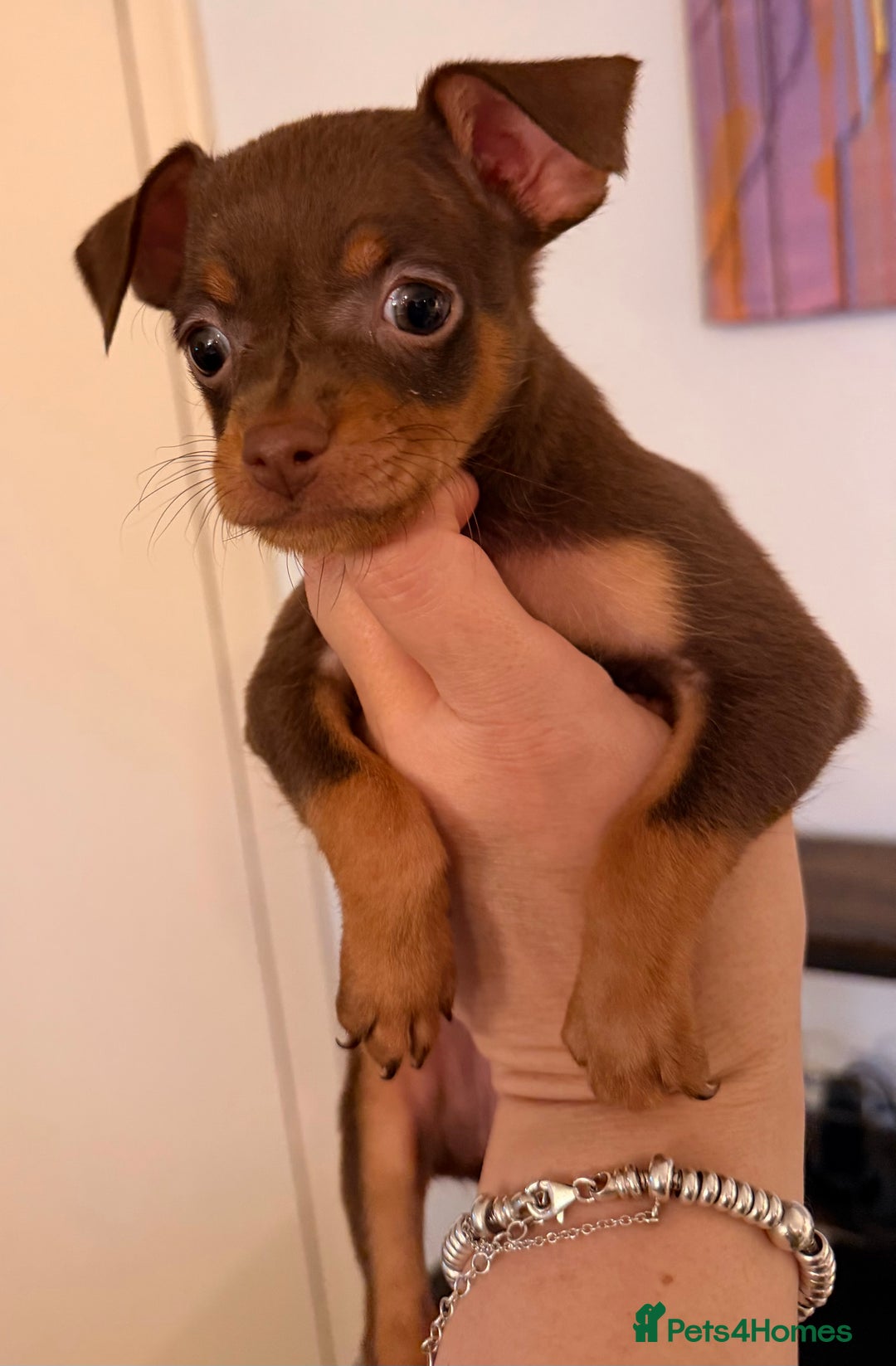 Russian Toy Terrier dogs for sale: Cutest little friend for life  - Advert 21