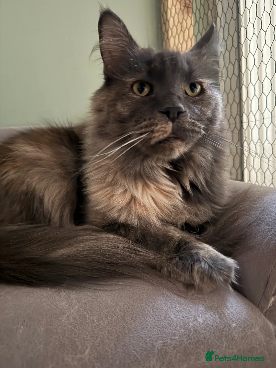 Maine Coon cats for sale: Maine Coon - Advert 6