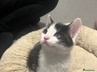 Mixed Breed cats 🐾 8 week old Beautiful Kitten - Advert 14