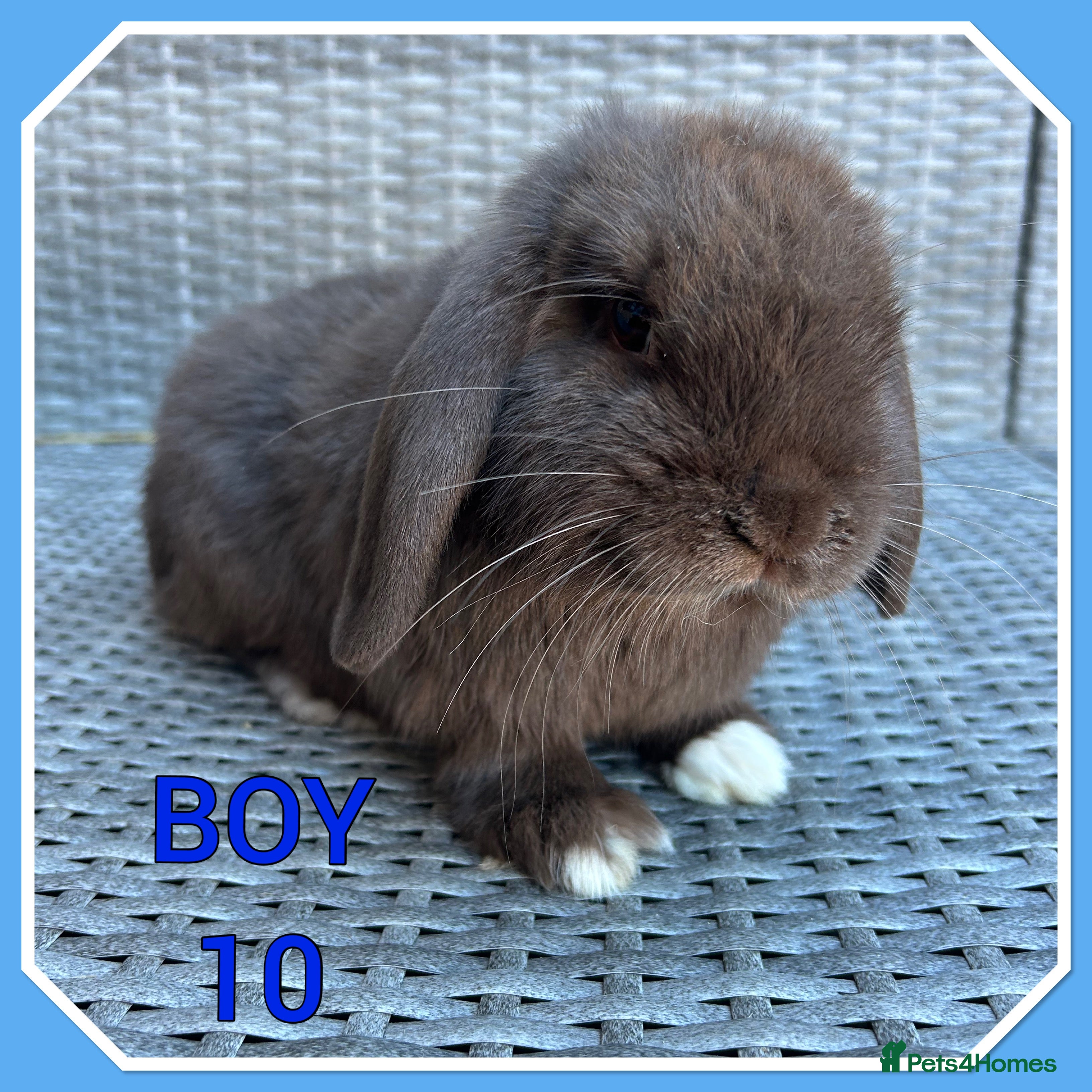Mini Lop rabbits Pure mini lop babies  - Advert 9