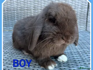 Mini Lop rabbits Pure mini lop babies - Advert 9