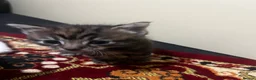 Mixed Breed cats for sale: Kittens  - Advert 5
