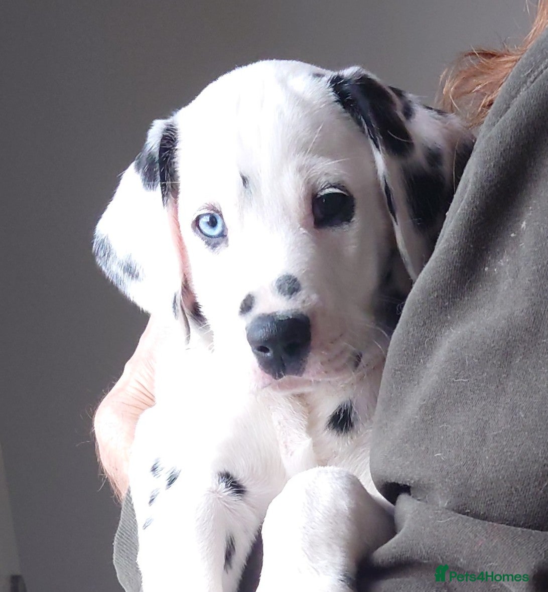 Mixed Breed dogs 9 Beautiful Dalmador Puppies! - Advert 2