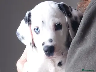 Mixed Breed dogs 9 Beautiful Dalmador Puppies! - Advert 2