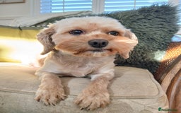 Cavapoo dogs for sale: Apricot Female Cavapoo 4 years old very loving - Advert 3