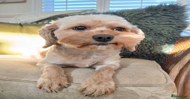 Cavapoo dogs Apricot Female Cavapoo 4 years old very loving - Advert 7