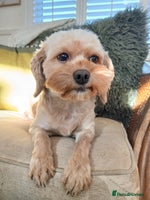 Cavapoo dogs Apricot Female Cavapoo 4 years old very loving - Advert 2
