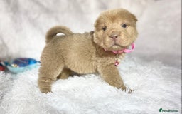 Shar Pei dogs for sale: ⭐️Quality Shar pei puppies for sale⭐️ - Image 32