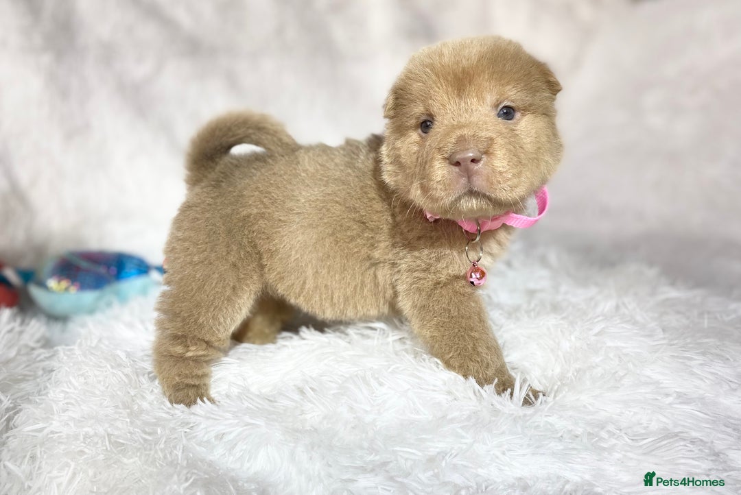 Shar Pei dogs for sale: ⭐️Quality Shar pei puppies for sale⭐️ - Image 32