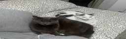 Mixed Breed cats for sale: 2 neutered brothers looking for their forever home - Advert 3