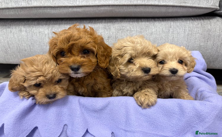 Cavapoo dogs - Advert 1