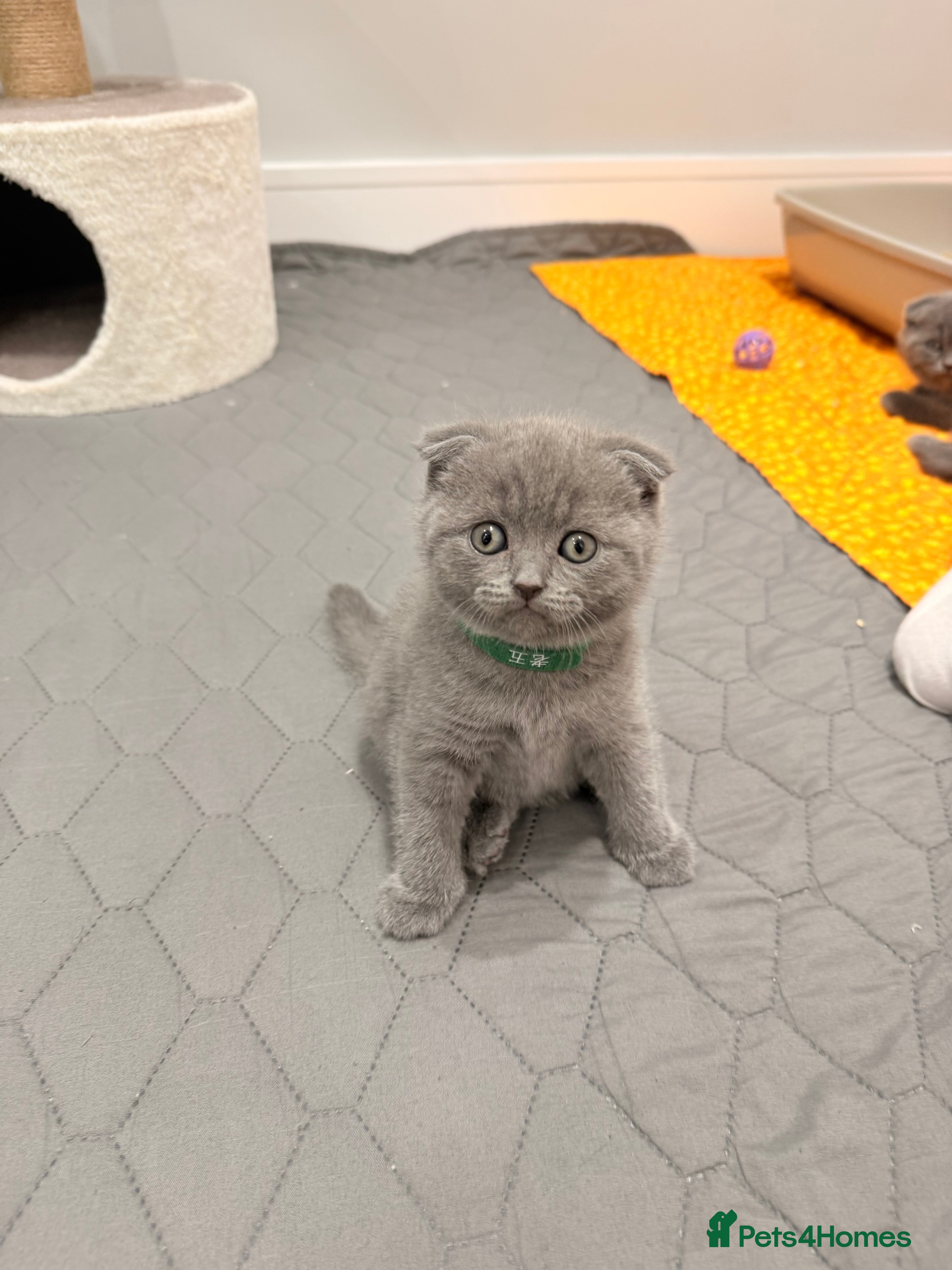 Scottish Fold cats Scotish Fold  - Advert 6