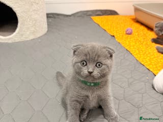 Scottish Fold cats Scotish Fold - Advert 6