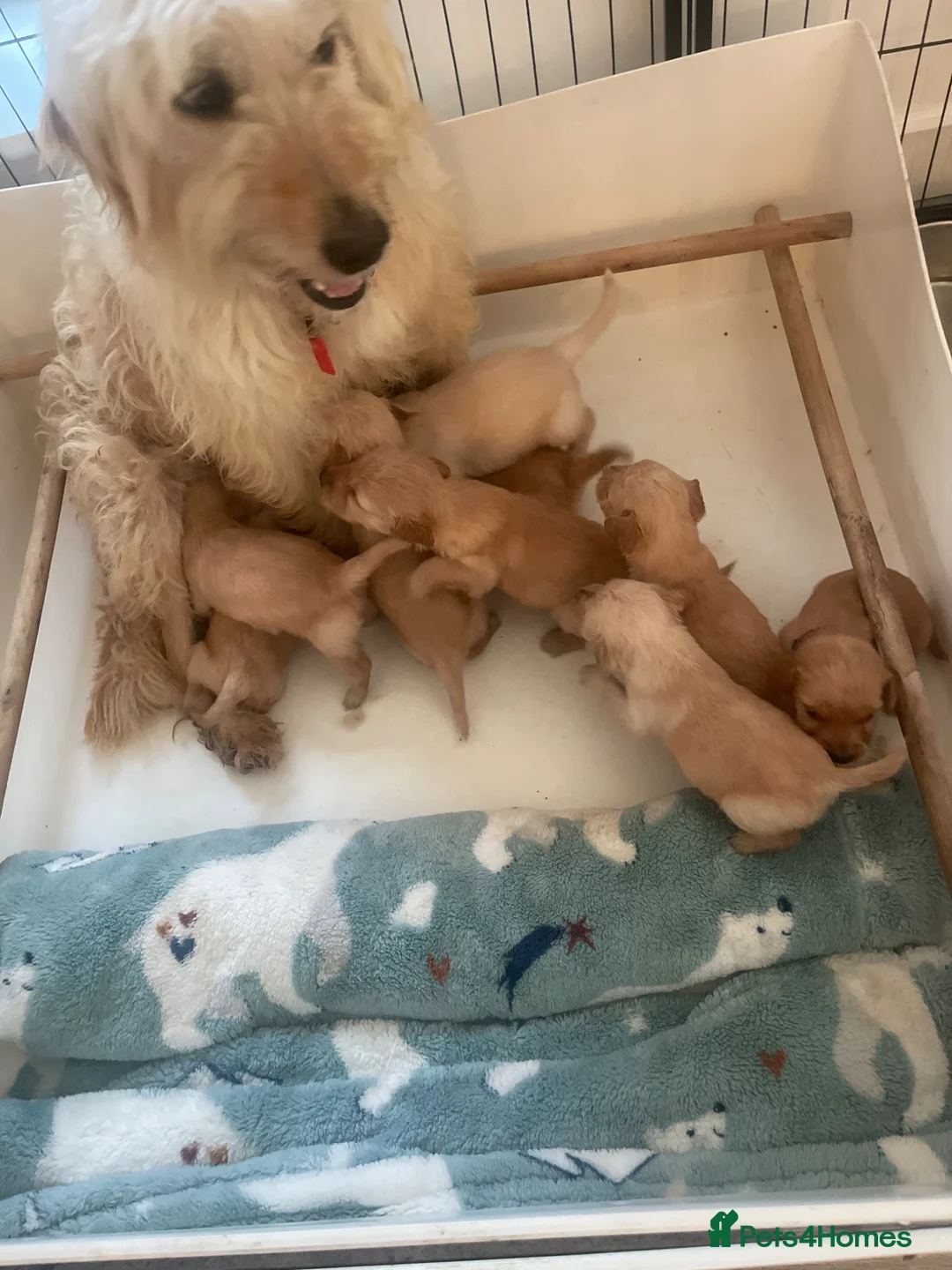 Mixed Breed dogs for sale: Beautiful Strong healthy puppy’s  - Advert 2