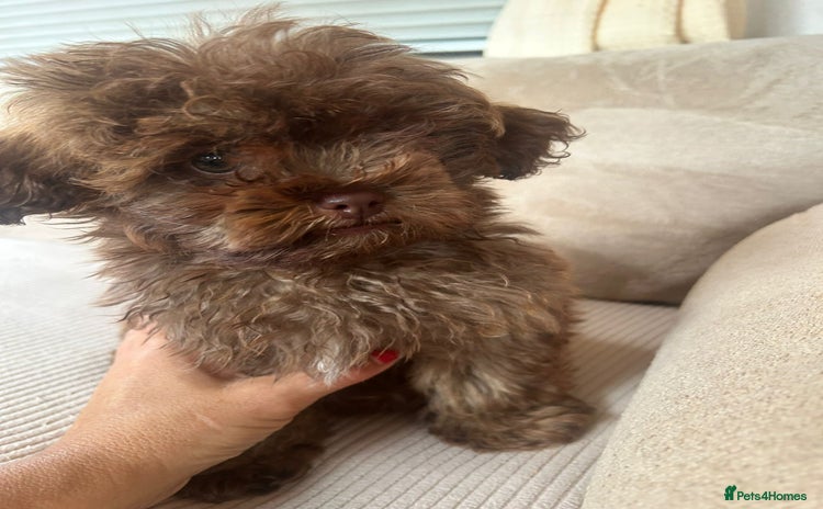 Shihpoo dogs - Advert 15