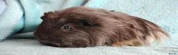 Guinea Pig rodents for sale: Cute pair of boys guinea pigs ready now  - Advert 3