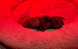 Mixed Breed dogs for sale: Chowbull pups for sale - Image 17