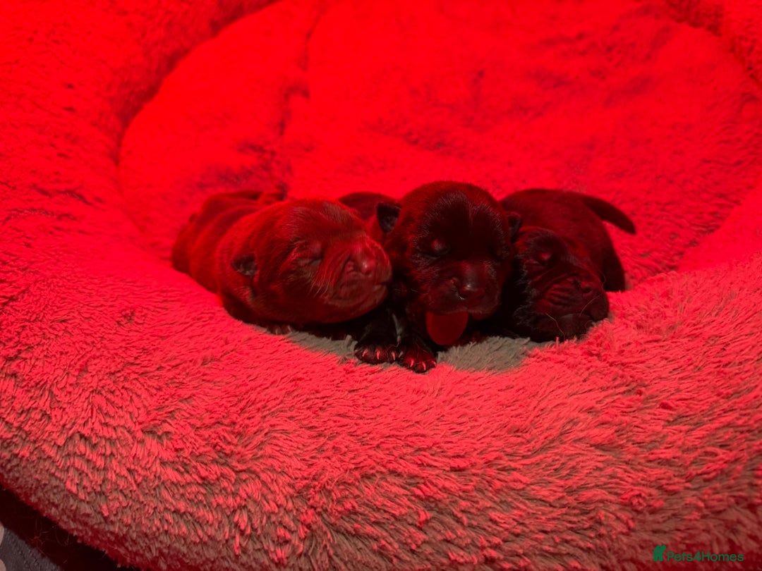 Mixed Breed dogs for sale: Chowbull pups for sale - Image 17