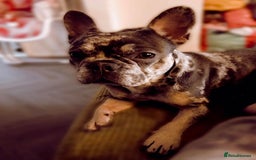 French Bulldog dogs for sale: Merle French bulldog  - Image 2