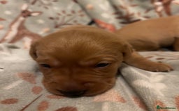 Labrador Retriever dogs for sale: Plump little Red Labrador Puppies! - Image 29