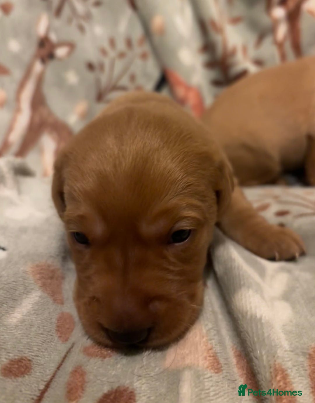 Labrador Retriever dogs for sale: Plump little Red Labrador Puppies! - Image 29