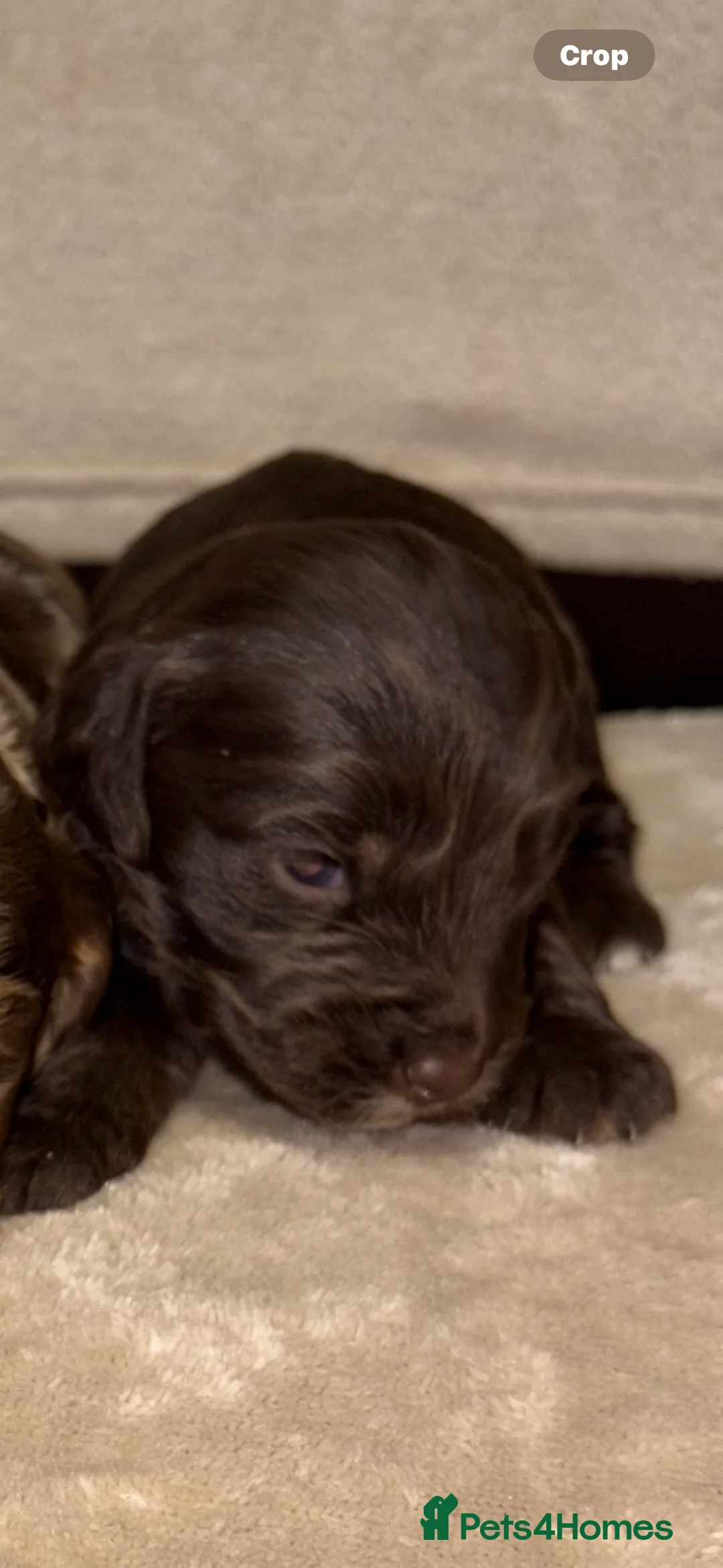 Cockapoo dogs for sale: 🐾Beautiful Mixed litter of F1 cockapoo Puppys🐾 in Thame - Advert 13