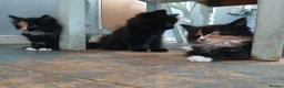 Mixed Breed cats for sale: Long haired kittens  in Swanscombe - Advert 9