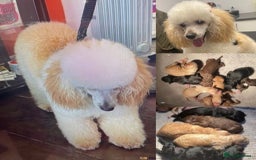 Miniature Poodle dogs for stud: HEALTH TESTED Kc Registered Miniature Poodle STUD in Doncaster - Image 10