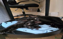 Domestic Shorthair cats for sale: Black kittens 12 weeks ready now - Image 3