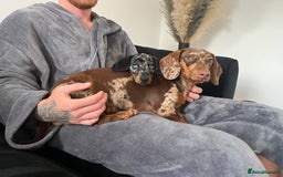 Miniature Dachshund dogs for sale: Two girl dashhounds  - Image 4