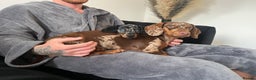 Miniature Dachshund dogs for sale: Two girl dashhounds  - Advert 4