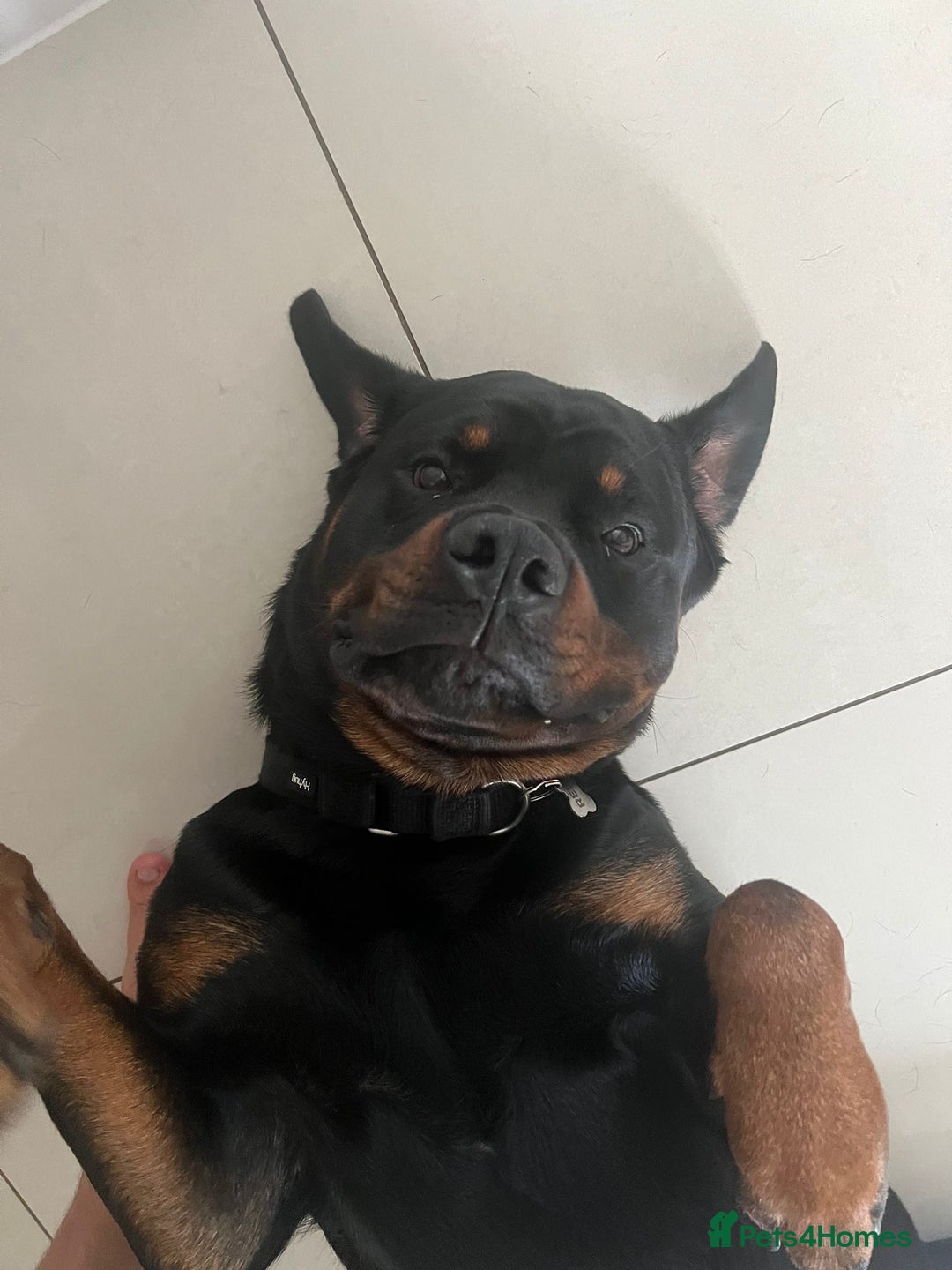 Rottweiler dogs for sale: Rottweiler for Adoption – Experienced Home Only - Advert 5