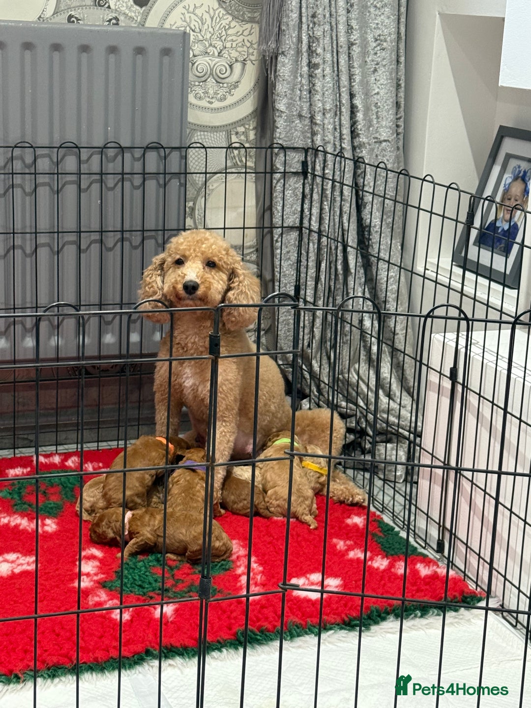 Cavapoo dogs for sale: 8 x cavapoo F1B puppies ready to leave  - Advert 2