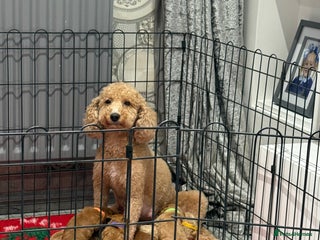 Cavapoo dogs 8 x cavapoo F1B puppies - Advert 6