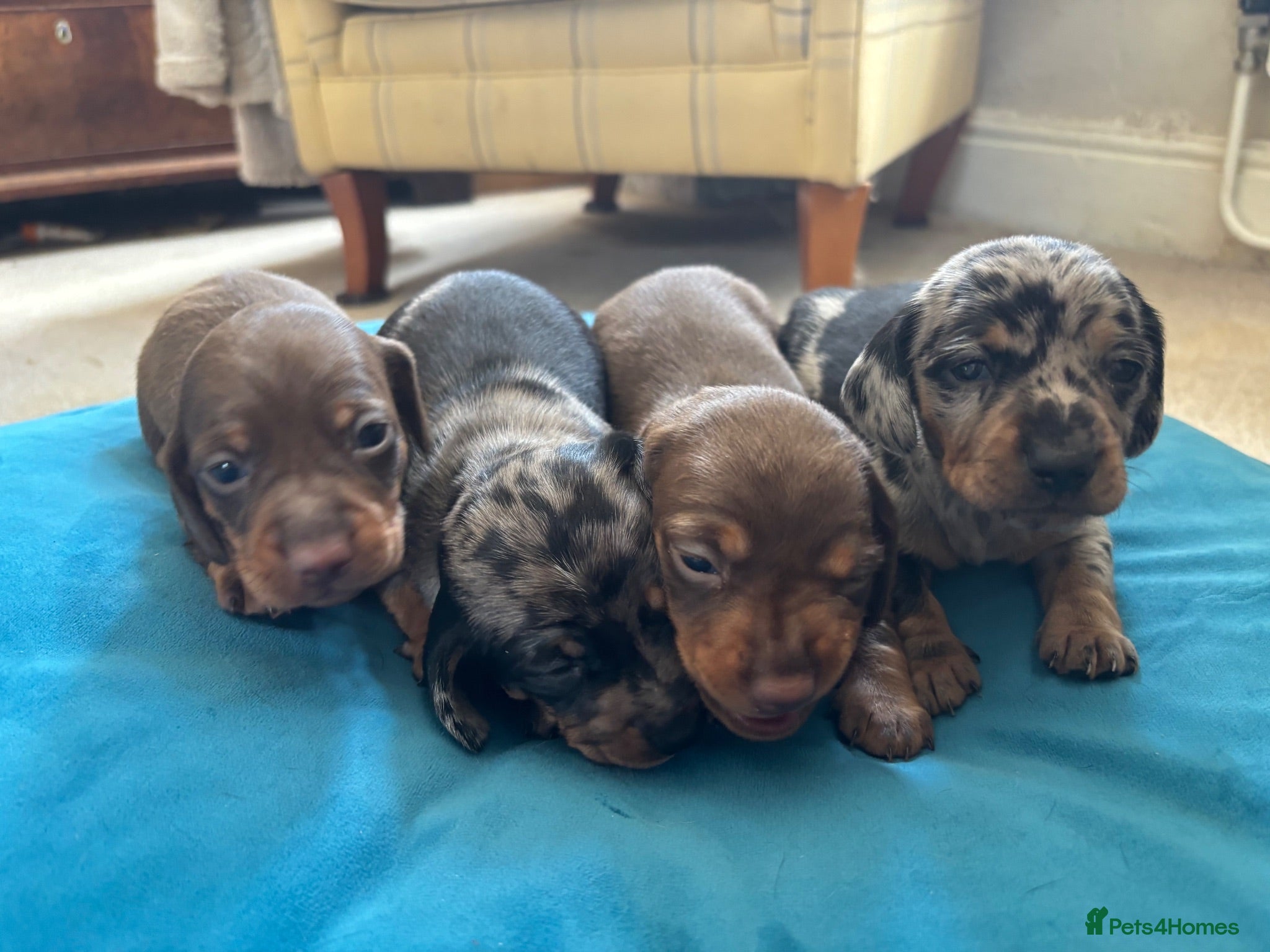 Miniature Dachshund dogs 4 Gorgeous Miniature Dachshund puppies - Advert 3