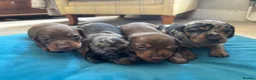 Miniature Dachshund dogs for sale: 4 Gorgeous Miniature Dachshund puppies - Advert 1