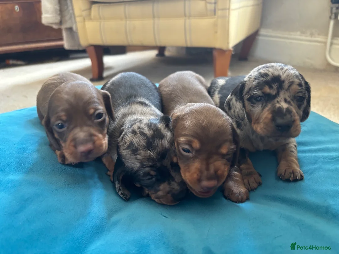 Miniature Dachshund dogs for sale: 4 Gorgeous Miniature Dachshund puppies - Advert 1