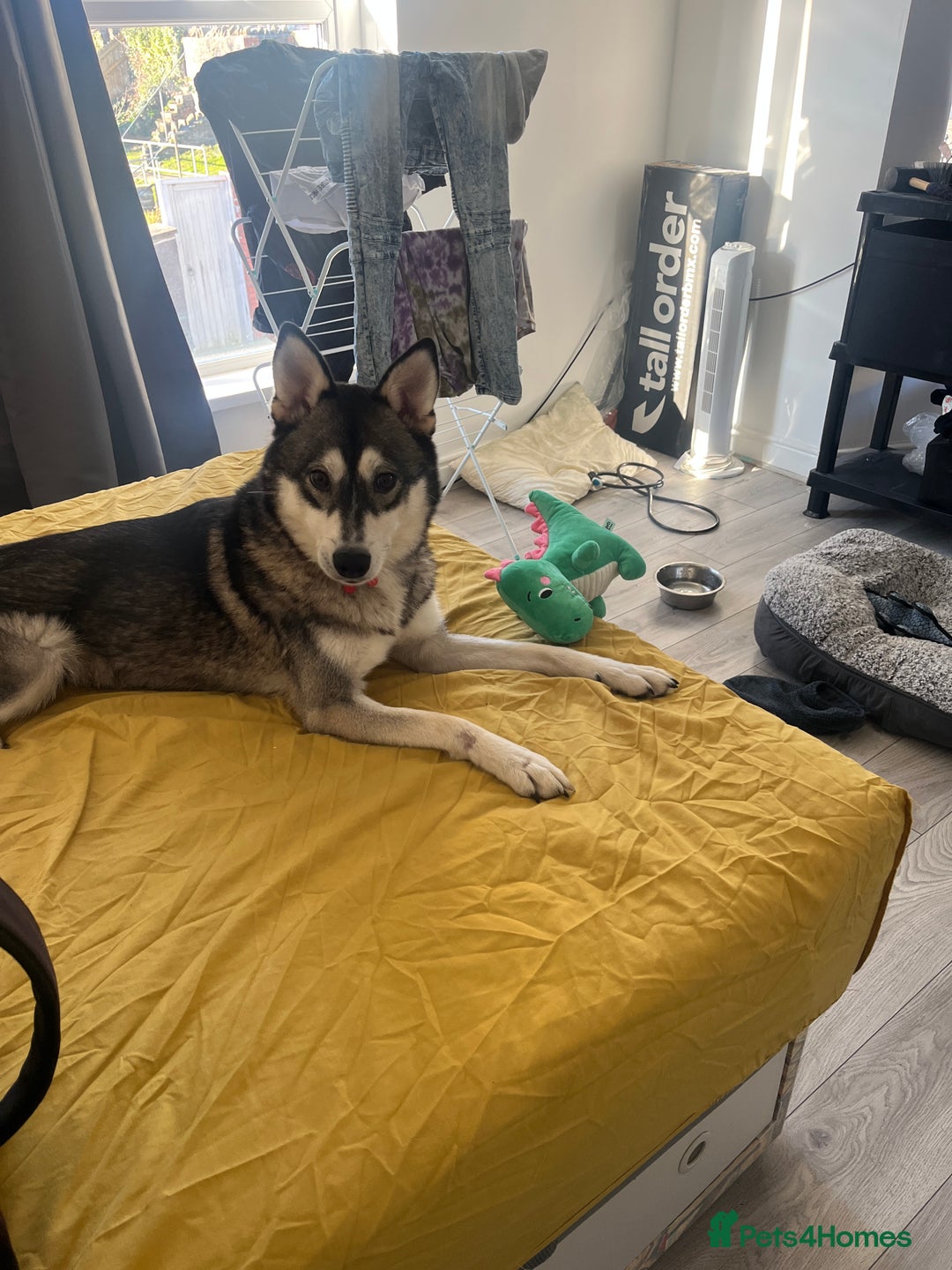 Pomsky dogs for sale: 3 year old Pomsky - Advert 2